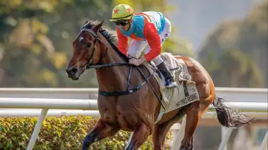 Conoce a los cinco mejores caballos del mundo según este ranking mundial Conoce a los cinco mejores caballos del mundo según este ranking mundial