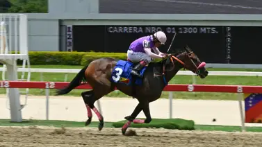 ¡Adiós a las pistas! La yegua estelar Only Rose se retira para ir a la cría ¡Adiós a las pistas! La yegua estelar Only Rose se retira para ir a la cría