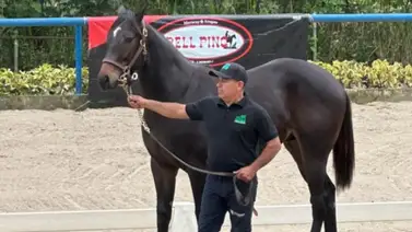 ¡A escena el gran prospecto! La Rinconada recibe al segundo ejemplar más caro de la subasta 2023 ¡A escena el gran prospecto! La Rinconada recibe al segundo ejemplar más caro de la subasta 2023