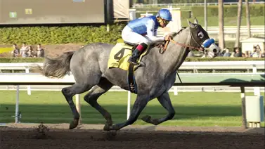 Macho Abarrio en La Rinconada: La estirpe de Valiant Minister busca otro éxito tras la gloria de Bentornato Macho Abarrio en La Rinconada: La estirpe de Valiant Minister busca otro éxito tras la gloria de Bentornato