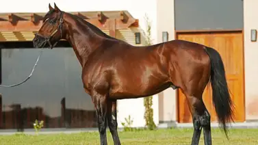 La huella del mejor del mundo en Coche: Un nieto del legendario Galileo debuta este domingo La huella del mejor del mundo en Coche: Un nieto del legendario Galileo debuta este domingo