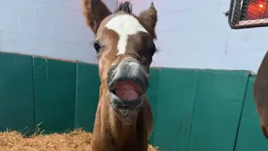 Nace un hijo del ganador del Kentucky Derby 2023 Nace un hijo del ganador del Kentucky Derby 2023
