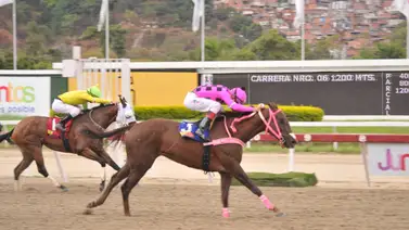Acumula 47 meses y 5 días sin ganar, pero este domingo es el ejemplar a batir en La Rinconada Acumula 47 meses y 5 días sin ganar, pero este domingo es el ejemplar a batir en La Rinconada