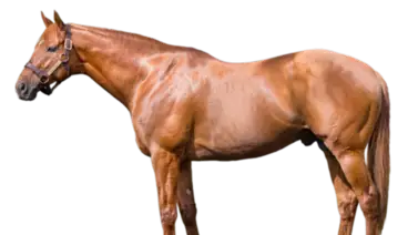 Subasta solidaria en Kentucky: Reliquias del turf mundial se ponen al servicio de la infancia Subasta solidaria en Kentucky: Reliquias del turf mundial se ponen al servicio de la infancia