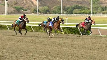 No busques más: El ejemplar que todos dan como el "Robo de Venezuela" correrá en la primera válida del 5y6 ¿De quien se trata? No busques más: El ejemplar que todos dan como el "Robo de Venezuela" correrá en la primera válida del 5y6 ¿De quien se trata?