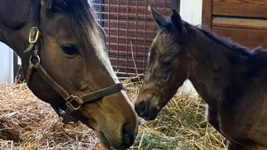 El linaje de Sovereignty se expande: Misintention y Nyquist dan la bienvenida a una nueva promesa en Godolphin El linaje de Sovereignty se expande: Misintention y Nyquist dan la bienvenida a una nueva promesa en Godolphin