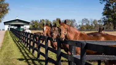 Mega transacción en Kentucky: Coolmore adquiere los terrenos de Shadwell Farm por $50 millones Mega transacción en Kentucky: Coolmore adquiere los terrenos de Shadwell Farm por $50 millones