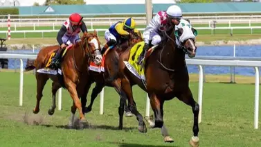 Tiz Dashing y Javier Castellano liquidan en la recta final el Canadian Turf Stakes (G3) de 175.000 dólares en Gulfstream Park Tiz Dashing y Javier Castellano liquidan en la recta final el Canadian Turf Stakes (G3) de 175.000 dólares en Gulfstream Park