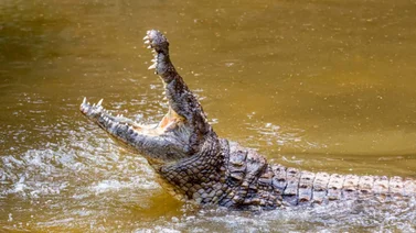 La atacó un cocodrilo en un zoológico y la ayuda llegó del lugar menos esperado