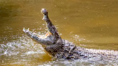 La atacó un cocodrilo en un zoológico y la ayuda llegó del lugar menos esperado La atacó un cocodrilo en un zoológico y la ayuda llegó del lugar menos esperado
