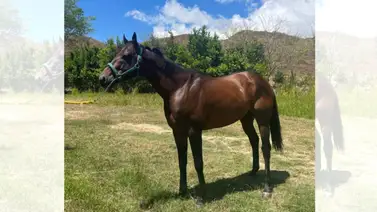 Conoce cuánto costó Titan Time en la subasta Unicria del 2022 Conoce cuánto costó Titan Time en la subasta Unicria del 2022