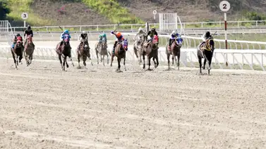 Esto dijo Yoelbis González del ejemplar Khabib a los comisarios del INH Esto dijo Yoelbis González del ejemplar Khabib a los comisarios del INH