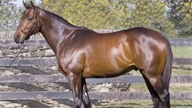 Mira al campeón ganador del Kentucky Derby que va a exhibición en Estados Unidos
