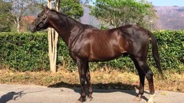 ¿Este caballo fue mejor que My Own Business?