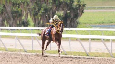 Clásico Mauricio Azar Grado III con cinco potros en busca del galardón