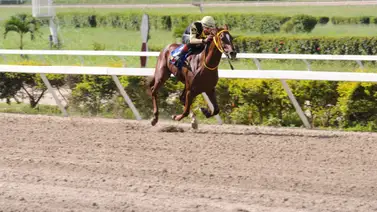 Compadre Peche reaparece en La Rinconada luego de 196 días sin correr Compadre Peche reaparece en La Rinconada luego de 196 días sin correr
