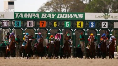 Caballo a Caballo los probables contendientes en el Tampa Bay Derby de este sábado