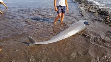 Operativo en la costa venezolana logró rescatar 200 especies varadas