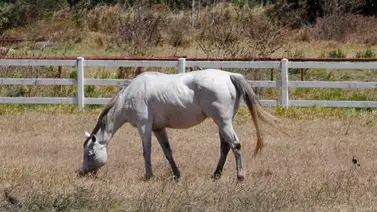 ¿Cómo prevenir las úlceras en un purasangre? ¿Cómo prevenir las úlceras en un purasangre?