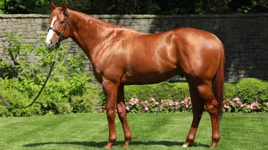 No vas a creer cuantas yeguas sirvió este gran semental en un solo año No vas a creer cuantas yeguas sirvió este gran semental en un solo año