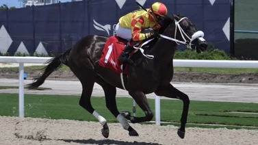 Entrenador venezolano inscribe a ejemplar para el Tampa Bay Derby del sábado