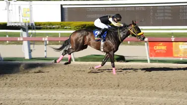 Así ajustó Samantha Girl para su compromiso en el Ana María Freudman Así ajustó Samantha Girl para su compromiso en el Ana María Freudman