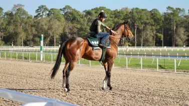 Este fue el jockey venezolano más destacado en Tampa Bay Downs