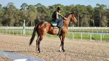 Este fue el jockey venezolano más destacado en Tampa Bay Downs Este fue el jockey venezolano más destacado en Tampa Bay Downs