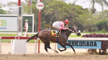 Así ajustó el ejemplar Colossus para este domingo en La Rinconada