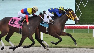 Stud venezolano consigue su primera victoria del 2024 en Gulfstream Park