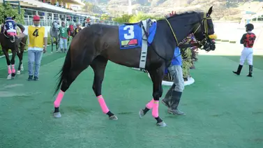 Esta es la verdadera razón del retiro de Samantha Girl ayer en La Rinconada Esta es la verdadera razón del retiro de Samantha Girl ayer en La Rinconada