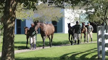 Este entrenador va invicto en el 2024 en este hipódromo de Estados Unidos Este entrenador va invicto en el 2024 en este hipódromo de Estados Unidos