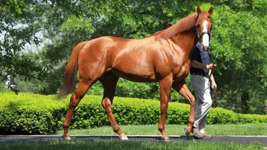 ¿Votarán por Justify? Esto pasará si el caballo entra al Hall de la Fama ¿Votarán por Justify? Esto pasará si el caballo entra al Hall de la Fama