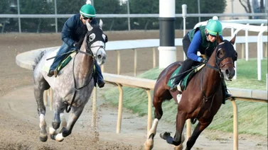 ¡Volaron! Seis ganadores de stakes que destacaron en sus briseos 