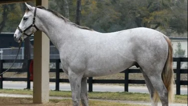 Hijo de Tapit alcanza $1.200.000 el primer día de las Ventas de Ocala