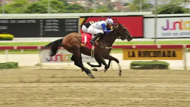 Caballo que corrió la triple corona reaparece después de 364 días Caballo que corrió la triple corona reaparece después de 364 días