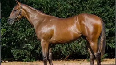 Entrenador venezolano paga $1.500.000 por este potro en las ventas de Ocala Entrenador venezolano paga $1.500.000 por este potro en las ventas de Ocala