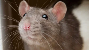Plaga de ratas se comió todo un cargamento de marihuana en Nueva Orleans
