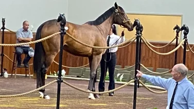 Por $1.800.000 adquieren para Baffert esta potra en las ventas de Ocala