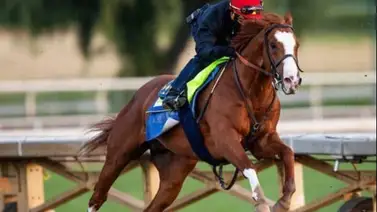 Lamentablemente se sacrifica a este prometedor semental en Estados Unidos Lamentablemente se sacrifica a este prometedor semental en Estados Unidos