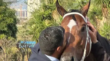 Stronger imponente en el XXX Clásico Socopó este domingo en La Rinconada Stronger imponente en el XXX Clásico Socopó este domingo en La Rinconada