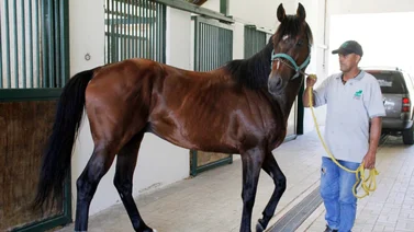 Hijo del mejor semental del mundo se encuentra en este Haras venezolano y pronto comienzan a nacer sus hijos