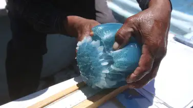 Falcón en alerta por la presencia de un extraño animal en las costas Falcón en alerta por la presencia de un extraño animal en las costas