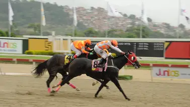 Este ejemplar tiene 322 días sin correr en la pista del hipódromo de La Rinconada Este ejemplar tiene 322 días sin correr en la pista del hipódromo de La Rinconada