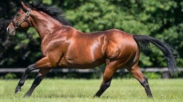 Caballo que costó $1.769.413 en Francia correrá este miércoles en Gulfstream Park
