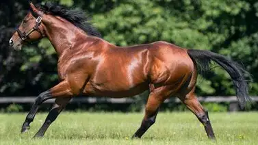 Caballo que costó $1.769.413 en Francia correrá este miércoles en Gulfstream Park Caballo que costó $1.769.413 en Francia correrá este miércoles en Gulfstream Park