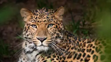 Por esta razón un leopardo se vuelve viral en China Por esta razón un leopardo se vuelve viral en China