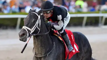 Mira como llegaron dos ejemplares de entrenador venezolano a Dubai Mira como llegaron dos ejemplares de entrenador venezolano a Dubai