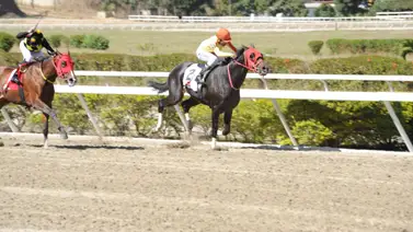 Mira el ajuste de Vino Tinto que va en Condicional Especial del domingo en La Rinconada Mira el ajuste de Vino Tinto que va en Condicional Especial del domingo en La Rinconada