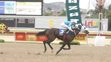 Mira el ajuste de esta yegua de ganar tumbaría los cuadros del 5y6 en La Rinconada